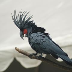 Black palm cockatoo for sale  Delivered anywhere in USA 