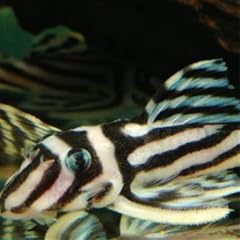 Rare aquatics for sale  Delivered anywhere in UK