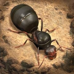 The ants underground usato  Spedito ovunque in Italia 