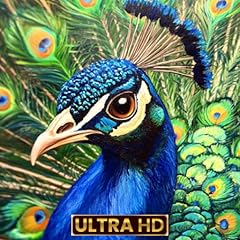 Peacock screensaver usato  Spedito ovunque in Italia 