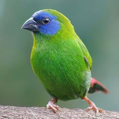 Finches for sale  Delivered anywhere in UK