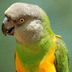 Senegal parrot for sale  Delivered anywhere in UK