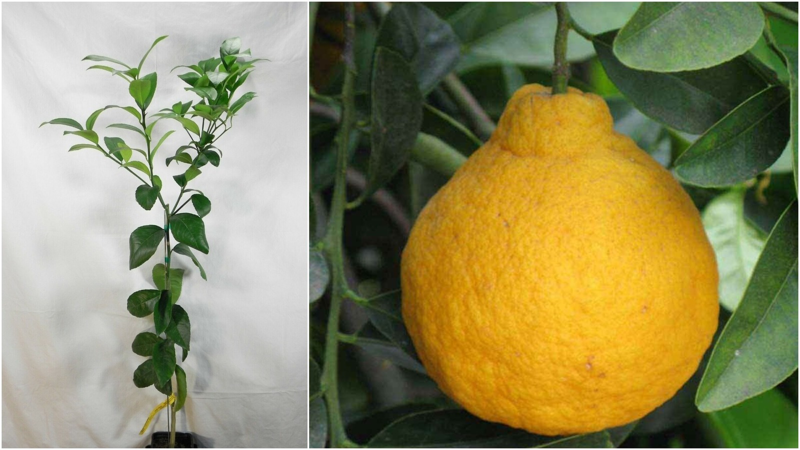 Dwarf sanbokan lemon for sale  USA