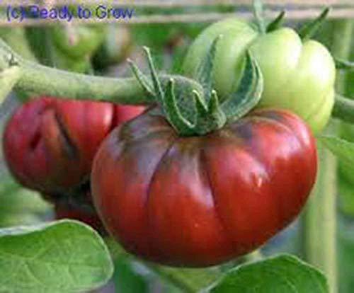 Tomato black from for sale  USA