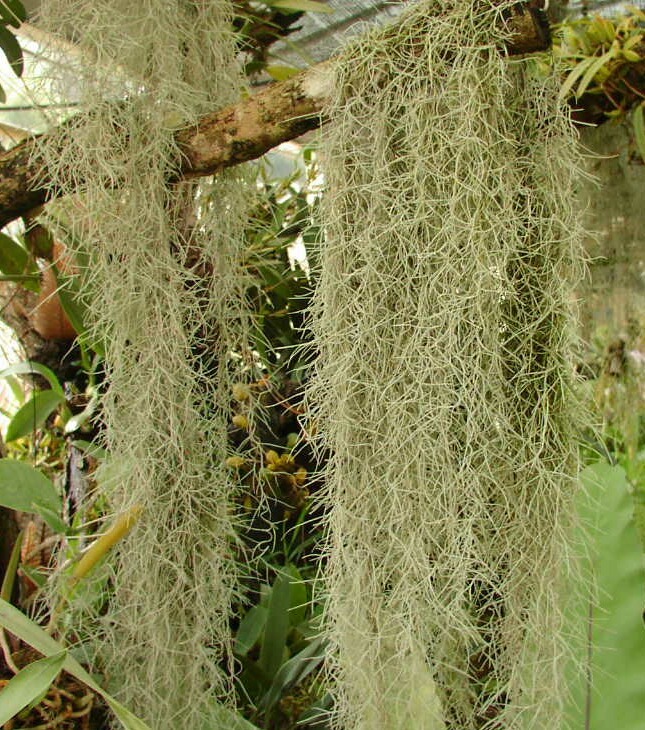 Organic spanish moss for sale  USA