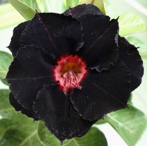 Adenium obesum black for sale  USA
