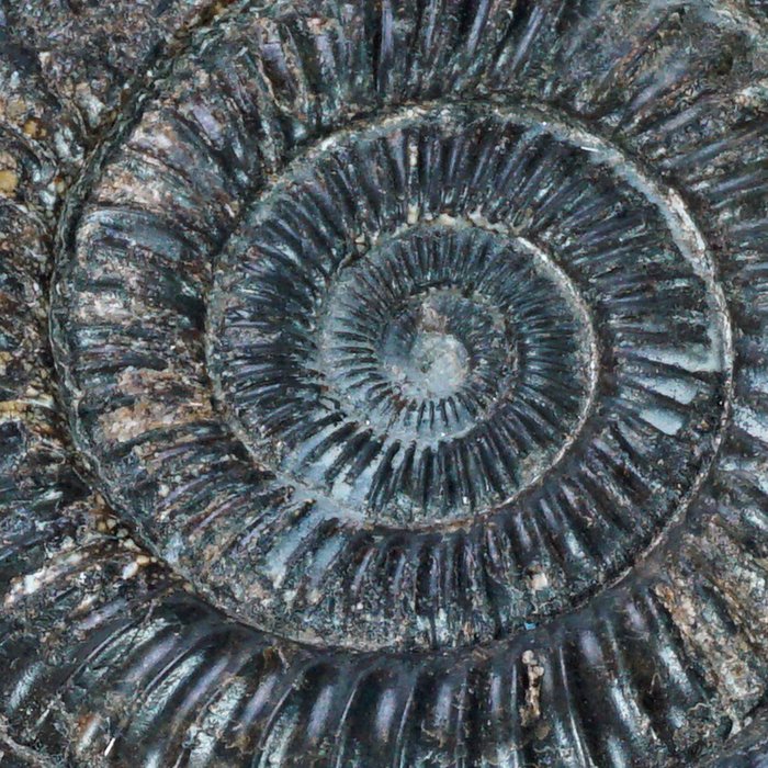 Ammonite from whitby d'occasion  