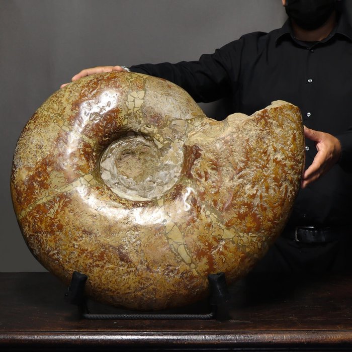 Large decorative ammonite for sale  