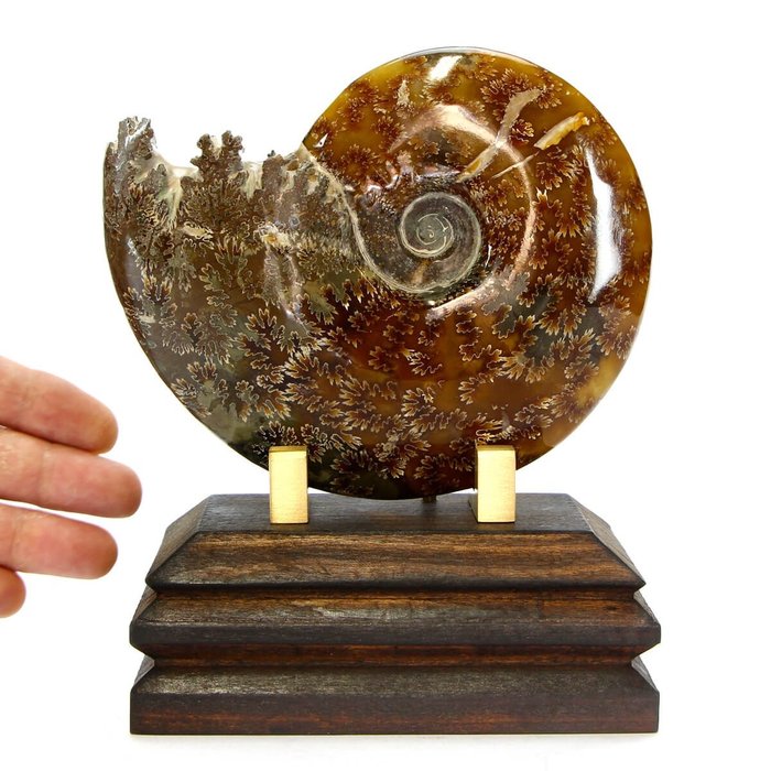 Ammonite wooden base for sale  
