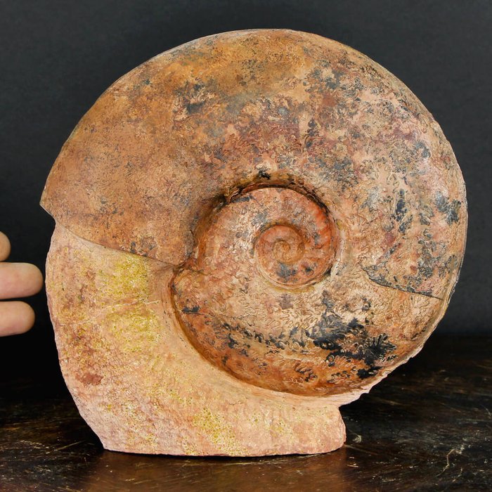 Red ammonite matrix for sale  