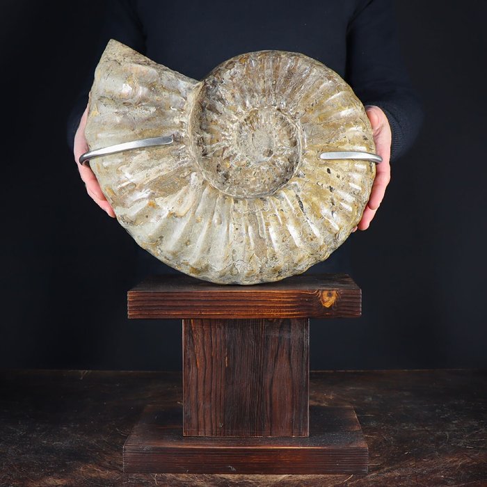 Large ammonite douvilleiceras for sale  