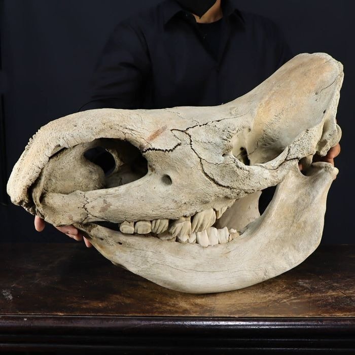 Woolly rhinoceros skull usato  