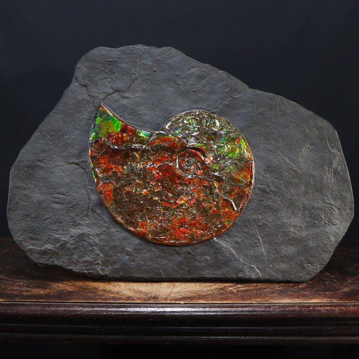 Ammolite colorful large for sale  