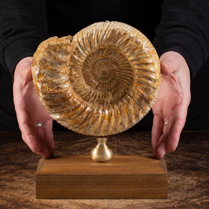Ammonite custom stand usato  