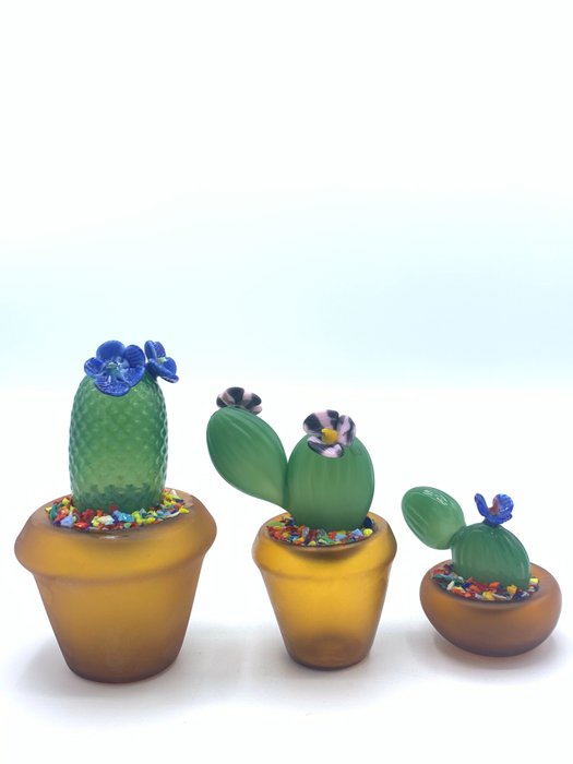 Mio giuliano cactus usato  