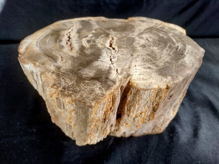 Mineralized wood visible for sale  