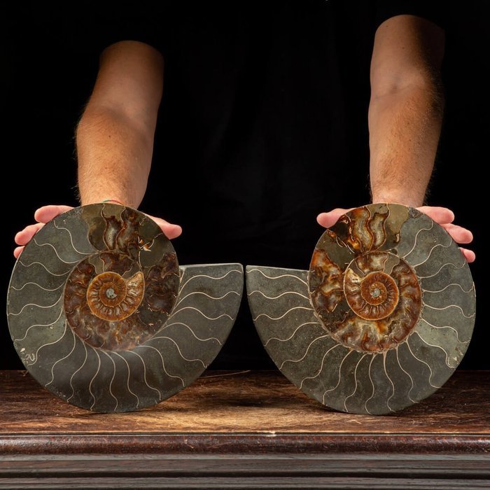 Ammonite sectioned pair for sale  