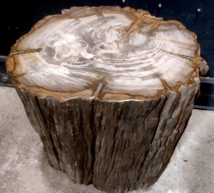 Petrified wood tree for sale  