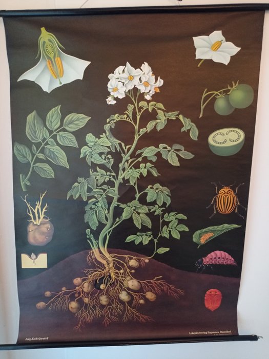 Jung koch Quentell - Bellissimo poster scolastico Pianta di patate. - Lino Oggetti decorativi, usato usato  
