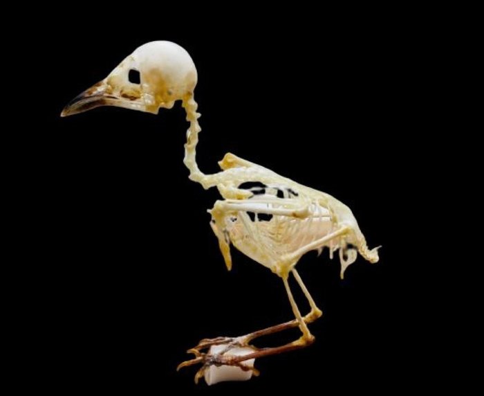 Common iora skeleton usato  