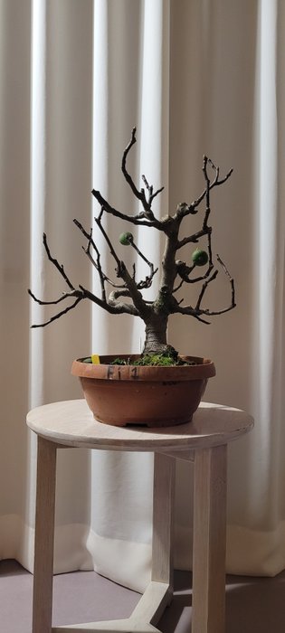 Usato, Bonsai di fico (Ficus) - 32×30 cm - Paesi Bassi Piante e bonsai Bonsai usato  