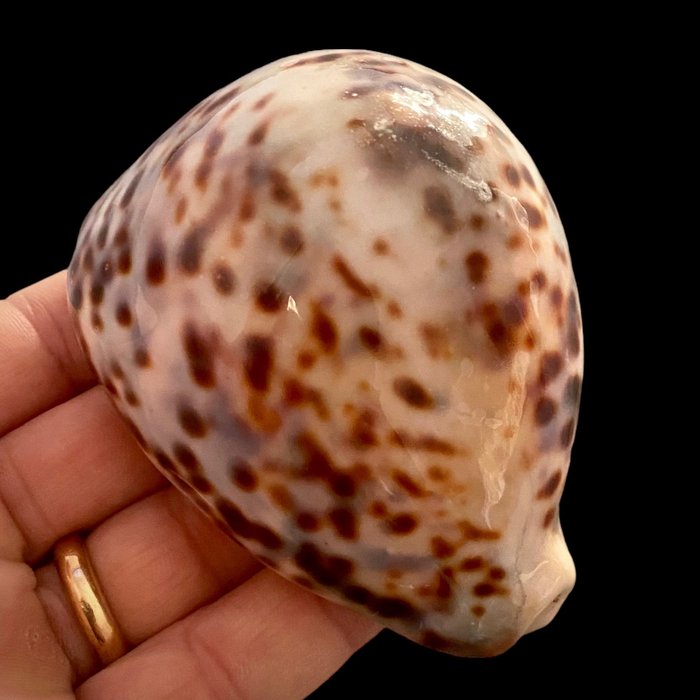 Collector shell sea usato  