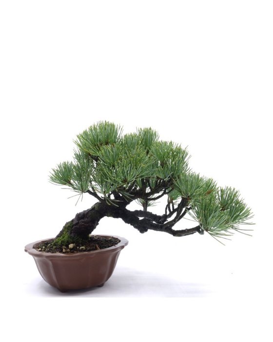 Bonsai pino (Pinus) - 16×23 cm - Giappone Piante e bonsai Bonsai usato  