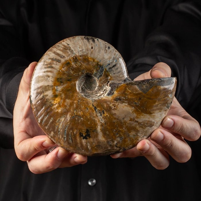 Ammonite with pearly usato  