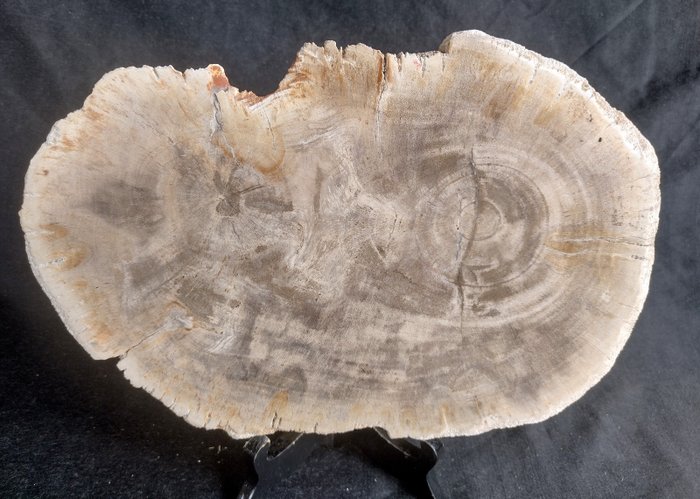 Petrified wood visible for sale  