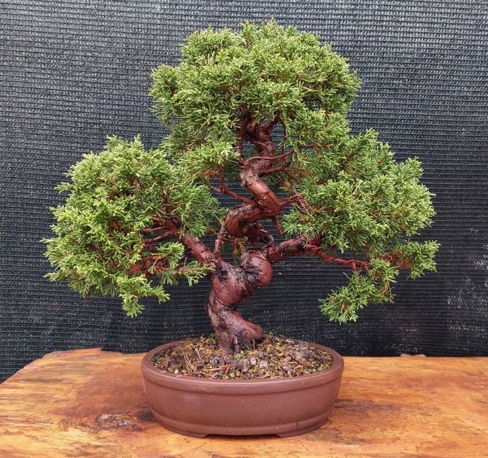 Bonsai di Ginepro itoigawa - 36×36 cm - Giappone Piante e bonsai Bonsai usato  
