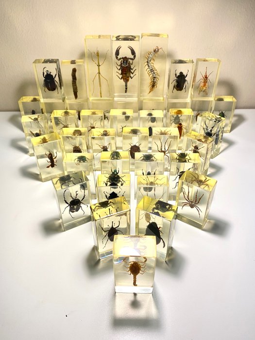 Taxidermia de insectos, Colección (40) - Resina / Poliéster segunda mano  
