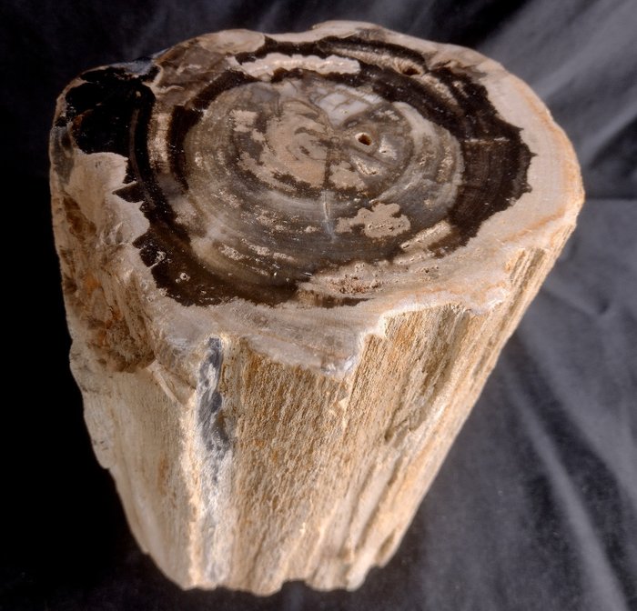 Petrified wood partly for sale  