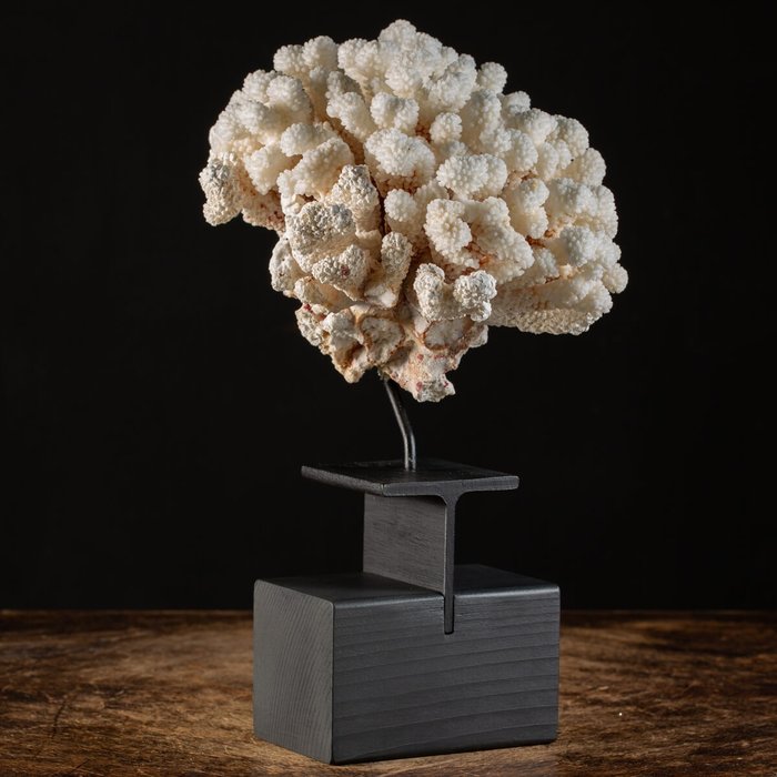 Cauliflower coral coral usato  