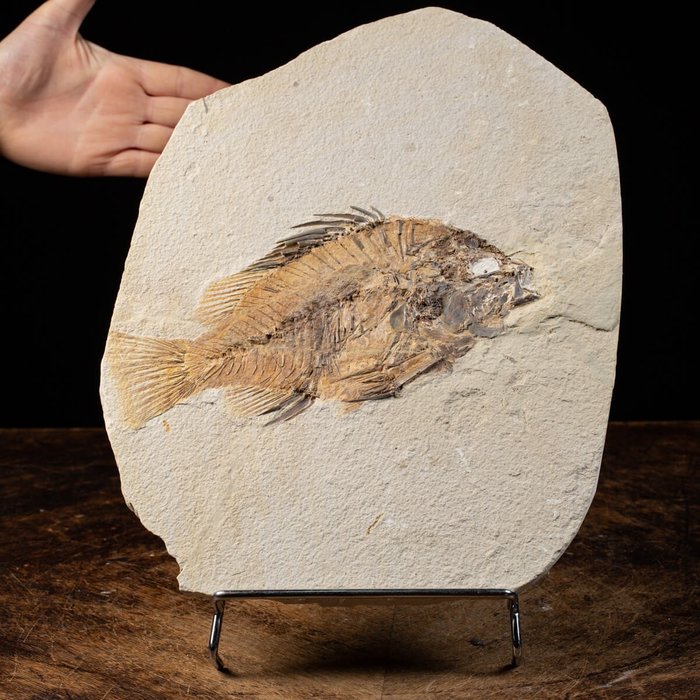 Fossil freshwater fish for sale  