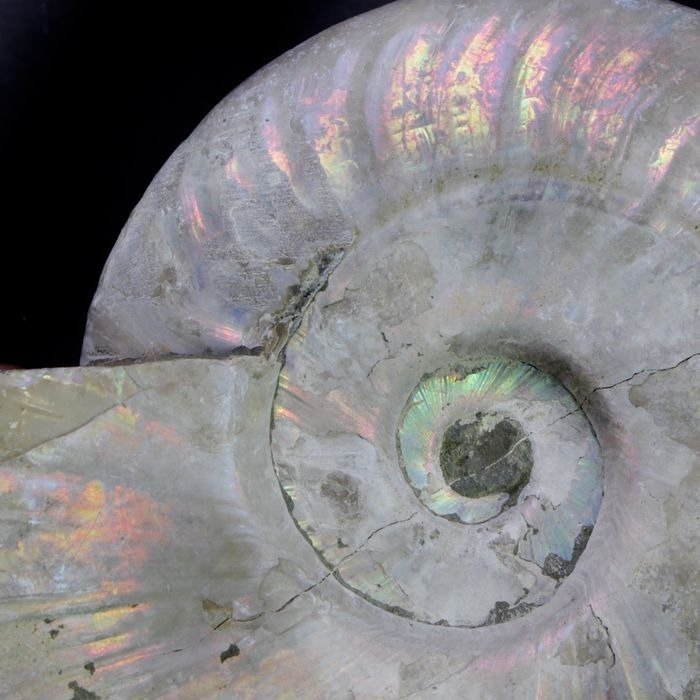 Ammonite cleoniceras pearlise for sale  