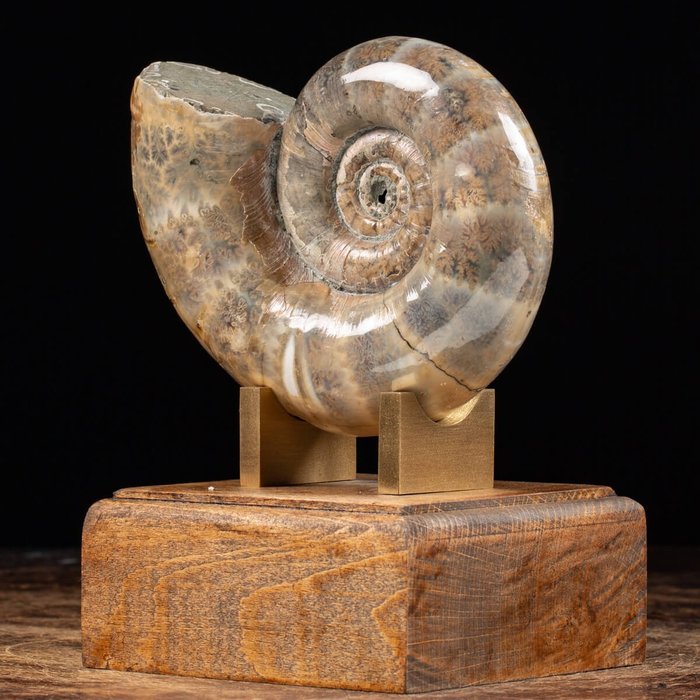 Ammonite decorative base usato  