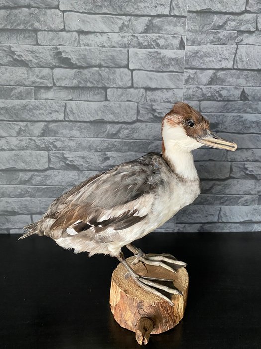 Smew taxidermy full d'occasion  