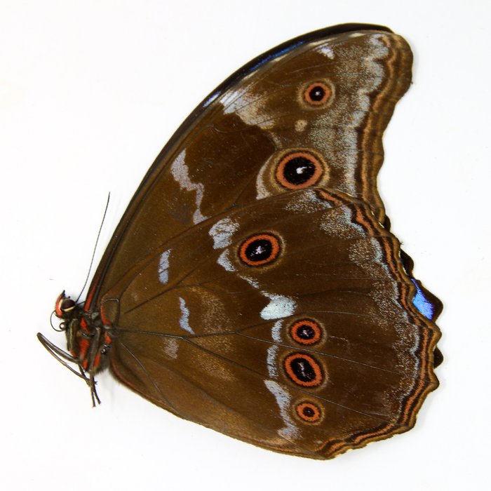 10 mariposas Morpho azules gigantes, sin montar A1 Taxidermia conservada en seco - Morpho segunda mano  