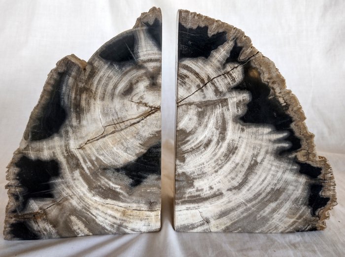 Petrified wood book for sale  