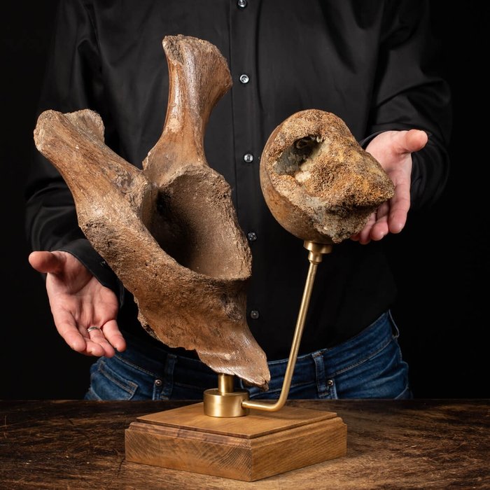 Woolly mammoth fossil for sale  