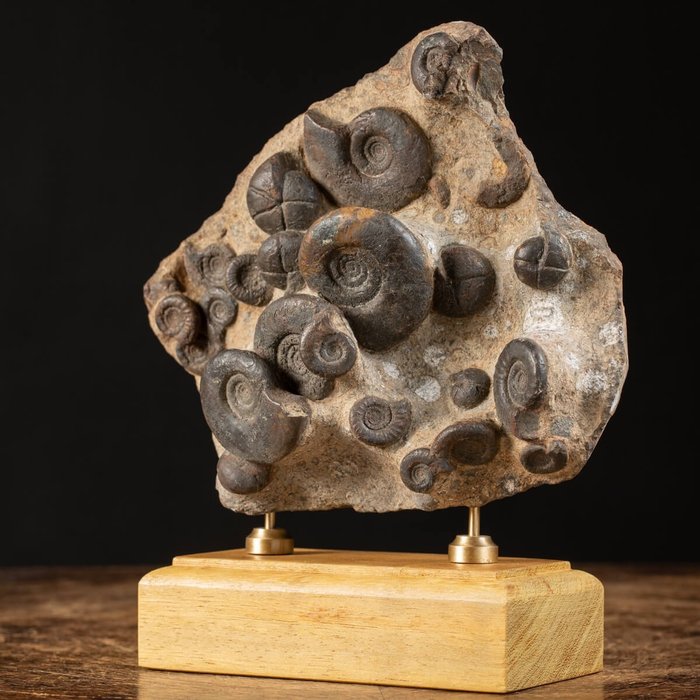 Ammonites matrix wood for sale  
