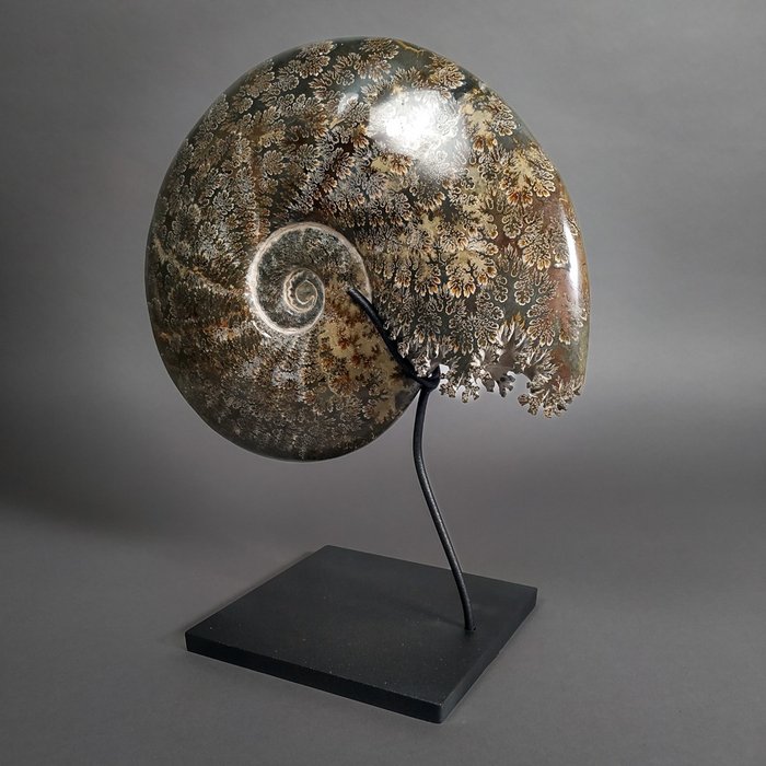 Big ammonite worked for sale  