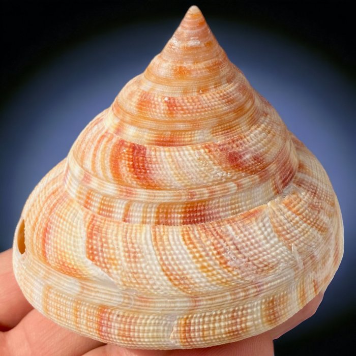 Collectible shell sea for sale  