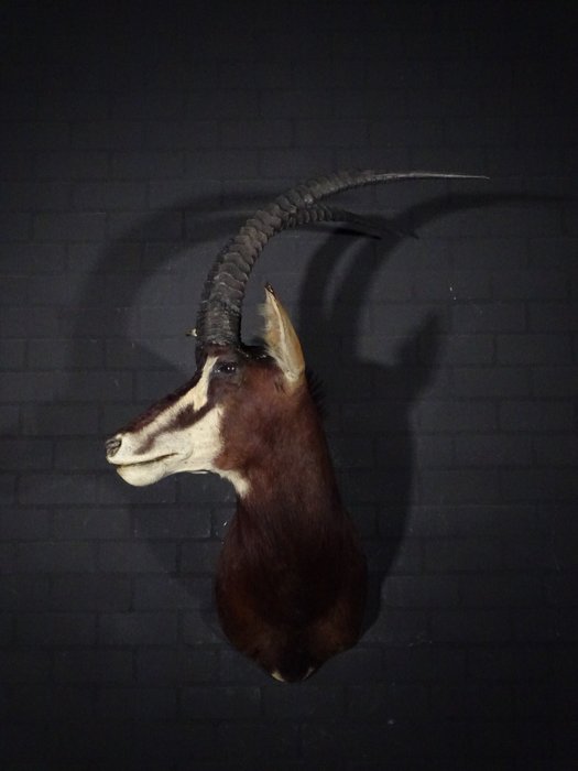 Sable antelope taxidermy for sale  