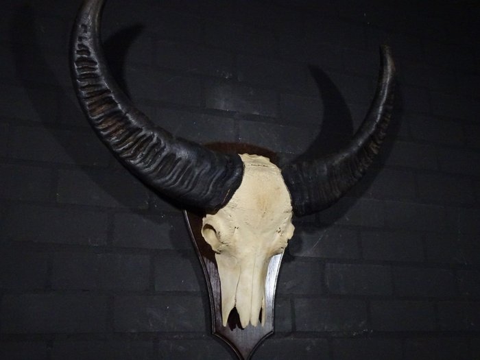 Water buffalo skull for sale  
