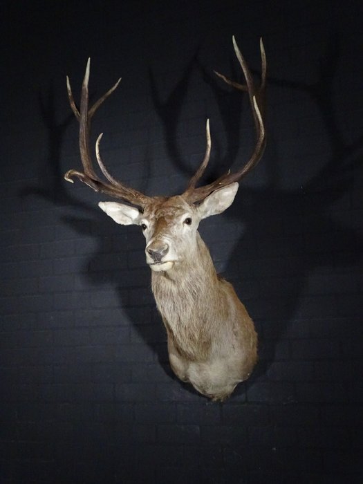 Large red stag for sale  