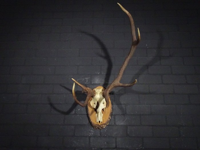 Abnormal red stag for sale  