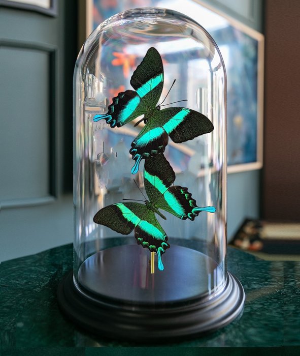 Peacock butterflies glass for sale  