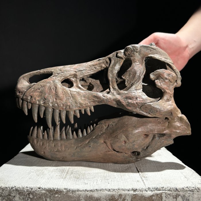Replica dinosaur skull usato  