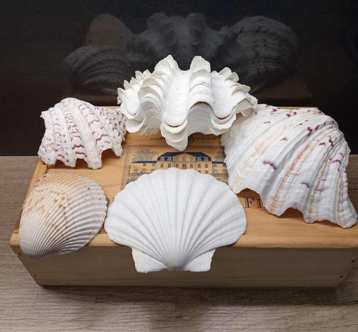 Maxima squamous clam for sale  